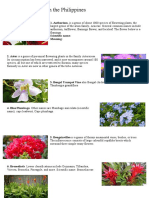 List of Flowers in The Philippines