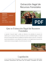 Extracción ilegal de recursos forestales en Honduras