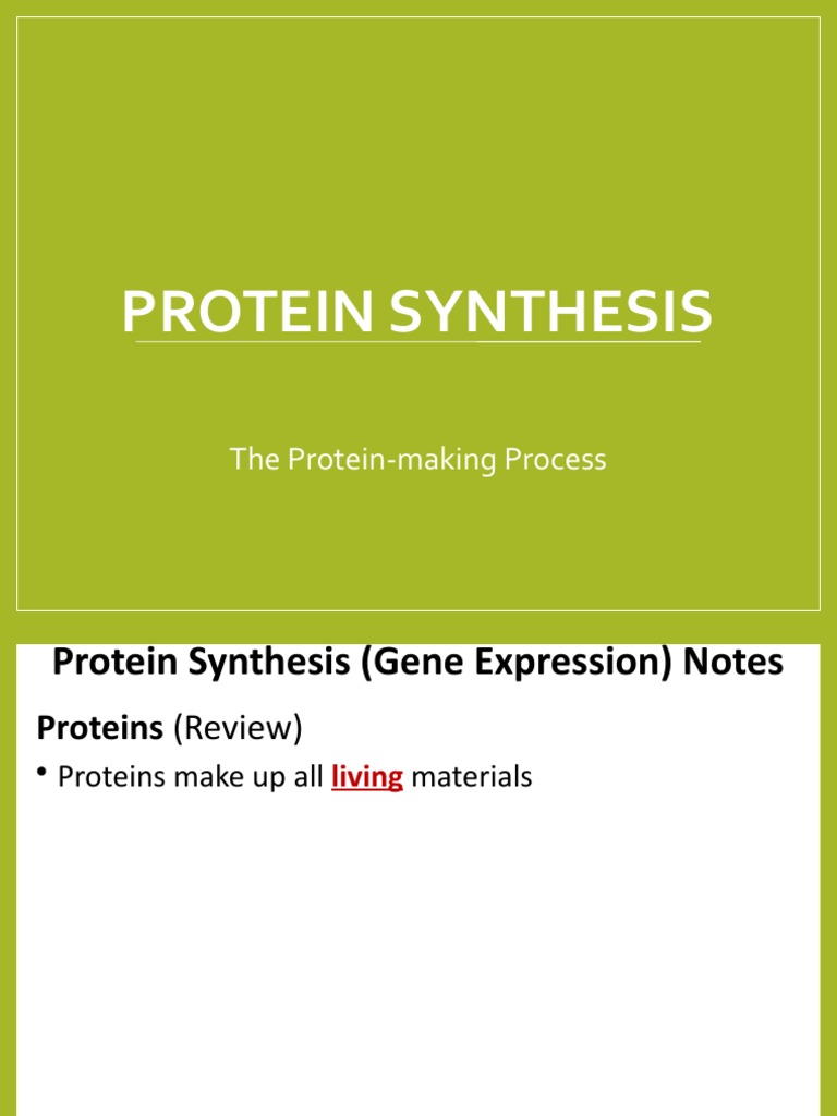 Protein Synthesis Process Guide | PDF | Translation (Biology) | Proteins