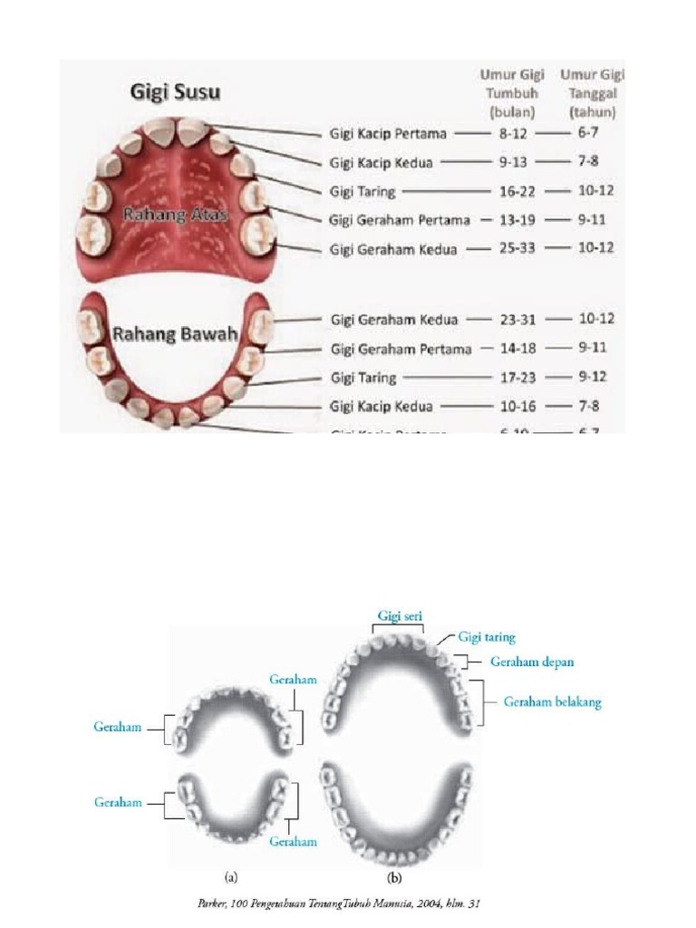 Gambar Struktur GIGI | PDF