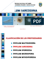 C5 - Phylum Sarcodina