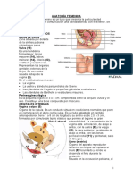 1a Anatomia Femenina