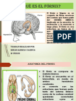 Mirian Alegria Valencia - Ponencia 4 - Fórnix