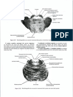 Libro de Neuroanatomía de Snell - 8°edición - Compressed-146-243 - 0078-0078