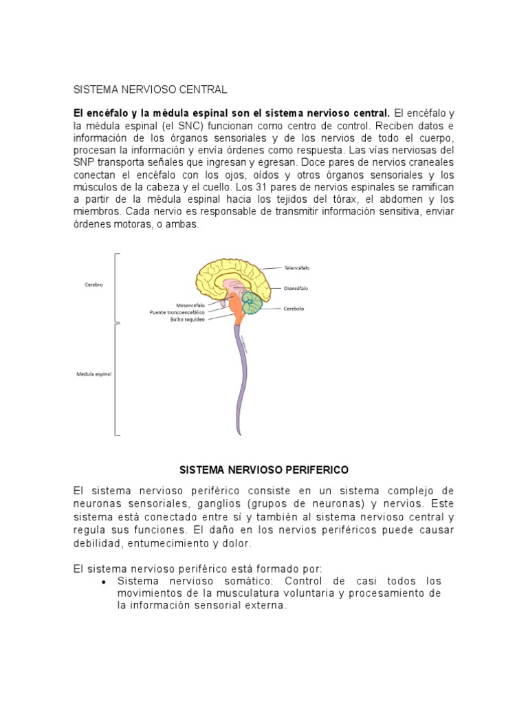 Estructura del Sistema Nervioso Central | PDF