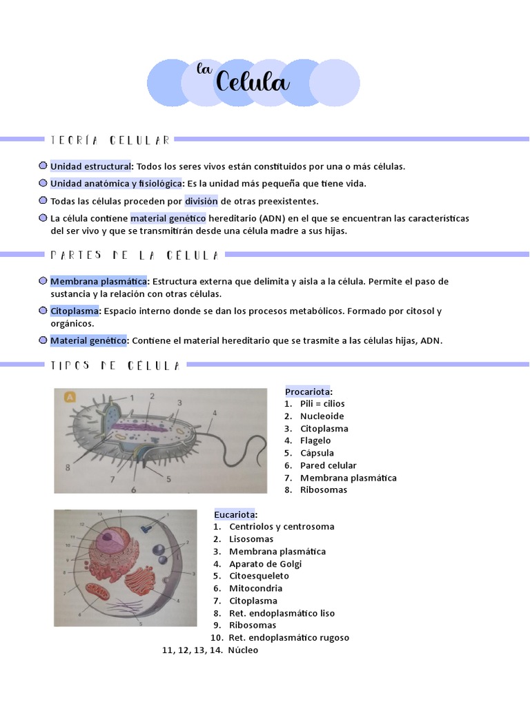 Teoría y tipos de células explicados | PDF | Biología Celular) | Citoplasma
