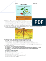 LAS PLANTAS (1)