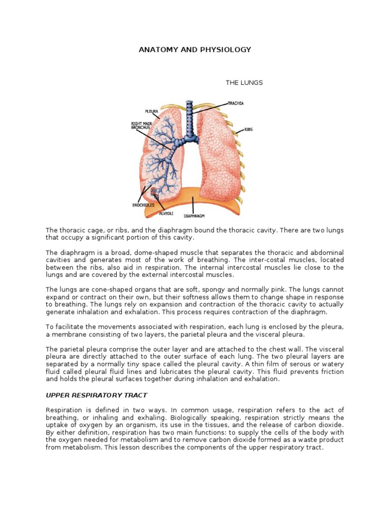 Anatomy and Physiology: Upper Respiratory Tract | PDF | Respiratory ...