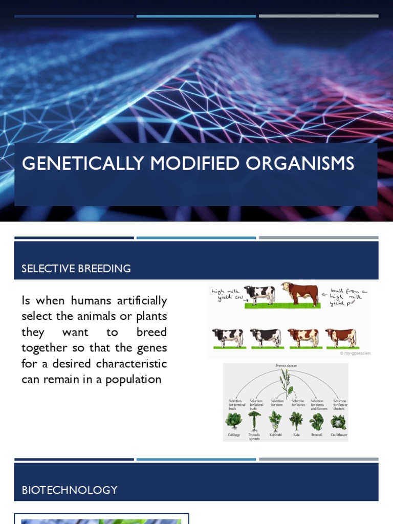 Genetically Modified Organism | PDF | Genetic Engineering | Genetically ...