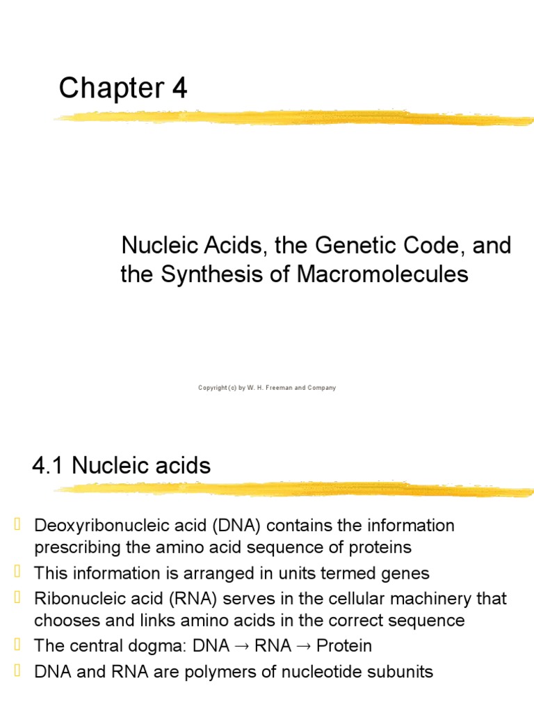 chapter04 Nucleic acids, the code, and macromolecule PDF