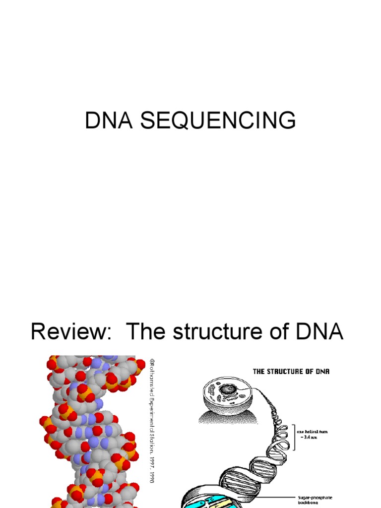Dna Sequencing PDF Dna Primer (Molecular Biology)
