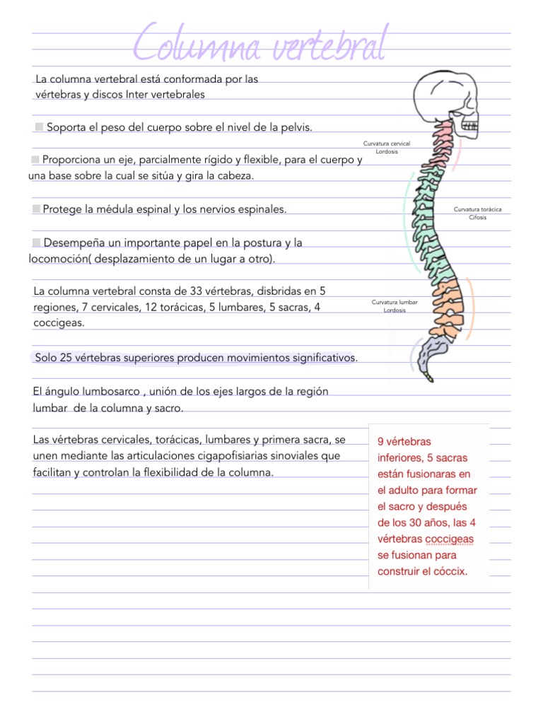 Anatomía de la Columna Vertebral | PDF | La columna vertebral | Vértebra