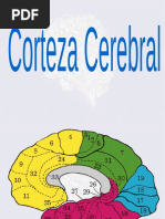 Areas Corticales