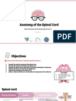 Lecture (2) Anatomy of The Spinal Cord