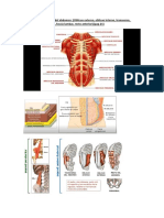 Anatomía Basica I