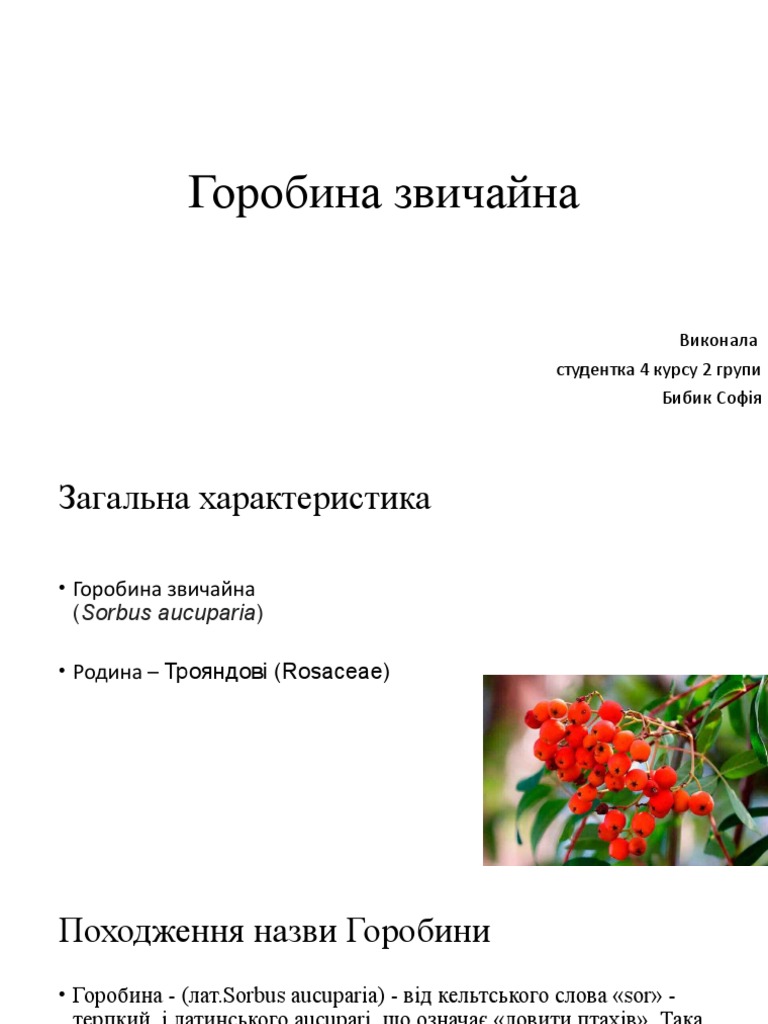 Горобина | PDF