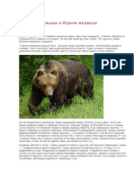 Доклад о буром медведе