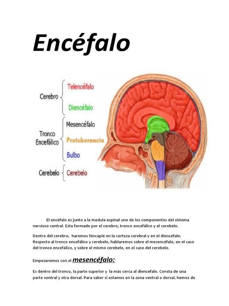 Anatomia Encefalo | PDF | Cerebro | Cerebelo