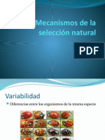 Mecanismos de La Selección Natural