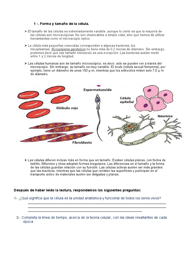 Formas y tamaños de las células | PDF | Biología Celular) | Microscopio