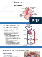 Clase Aorta Ascendente y Coronarias