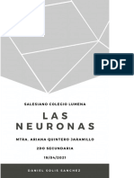 Las funciones y estructura de las neuronas