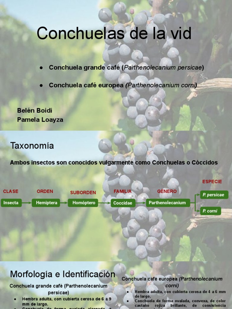 Plagas de Conchuela en la Vid | PDF | Insecticida | Insectos