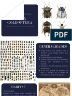 Coleópteros: generalidades, morfología, hábitat y alimentación de los escarabajos