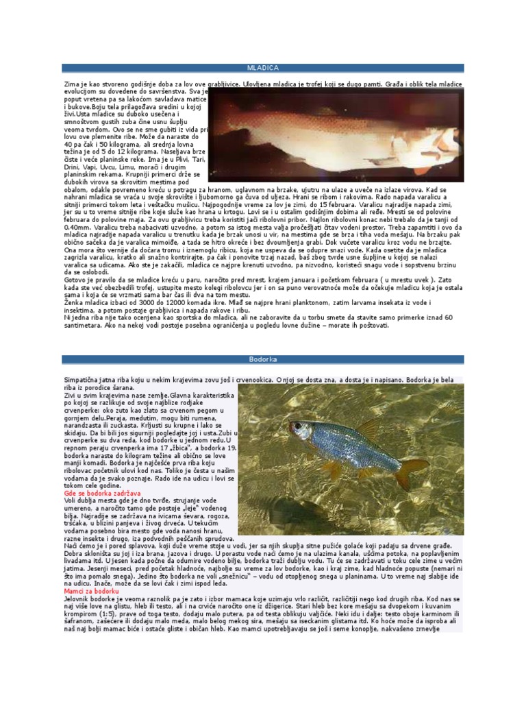 Ribe Nasih Voda | PDF