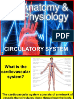 170-Anatomy-Circulatory-System