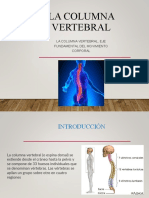 Columna vertebral: estructura y divisiones