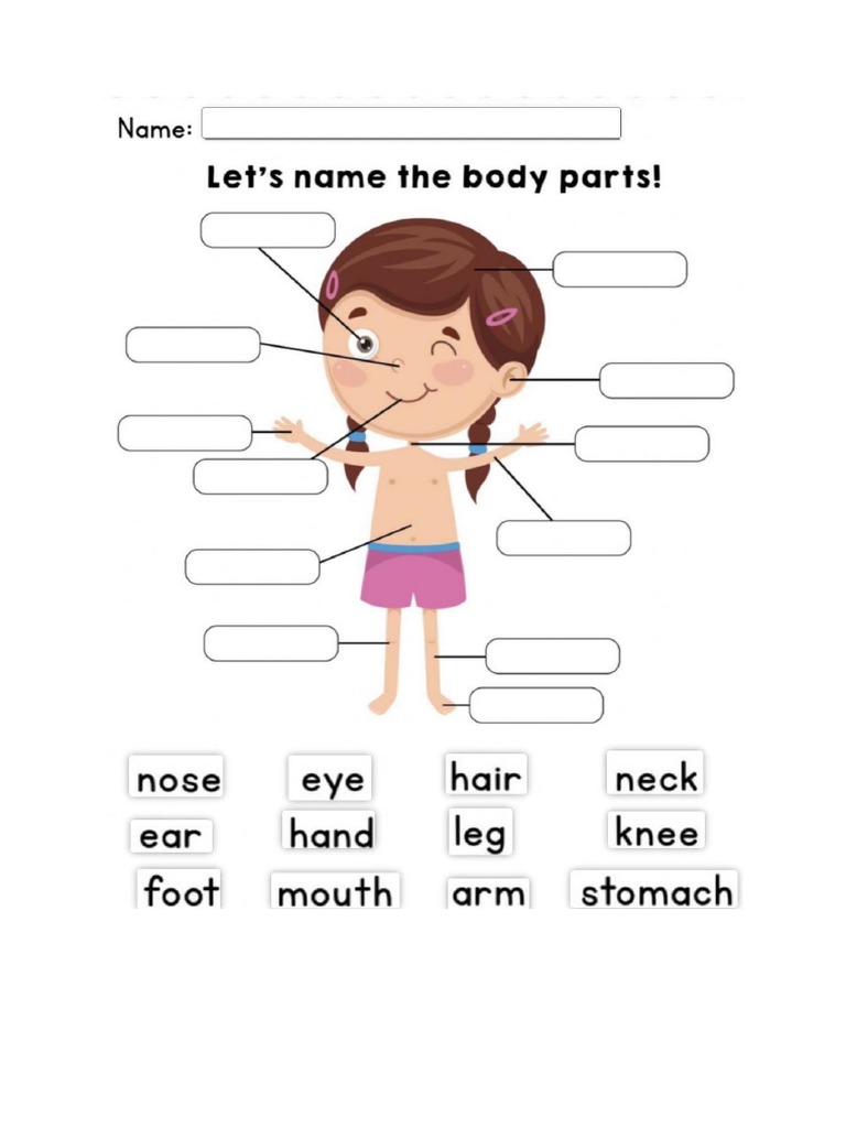 Body Parts 1 | PDF
