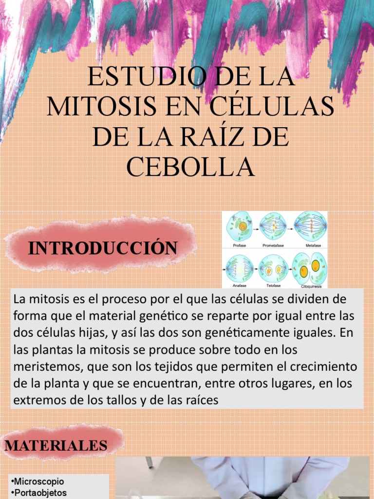 Mitosis en células de raíz de cebolla | PDF | Mitosis | Biología Celular)