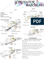 Testículos: Ele É Composto Por