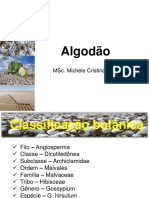 Algodão