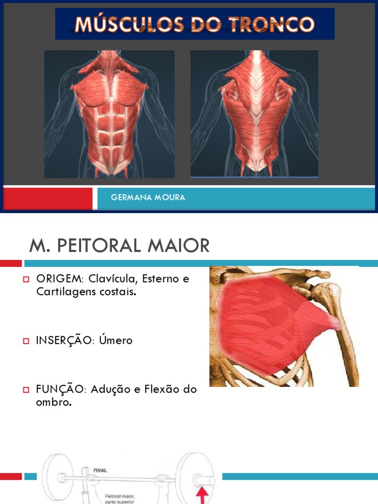 Musculatura Humana na Academia: Como um Pôster Anatômico Transformou Meu  Treino e Ensino, image size:768x1024