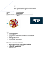 Sistema Cardiovascular