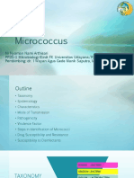 Nami - Micrococcus
