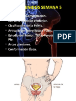 Anatomia Semana 05