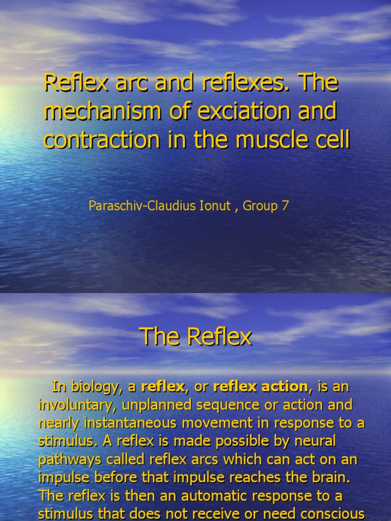 Reflex Arc and ReflexesIonut | PDF | Motor Neuron | Spinal Cord