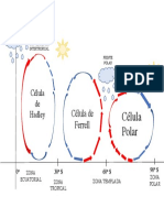 Celulas de Circulación11