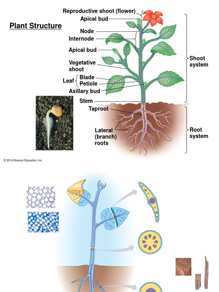 struktur tumbuhan | PDF | Plant Stem | Leaf