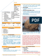 Basal Ganglia and Telencephalon Anatomy