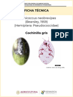Ficha Tecnica Dysmicoccus Neobrevipes