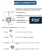 Practica Sistema Digestivo