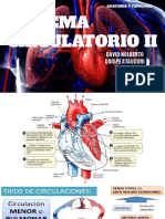 Sistema Circulatorio II