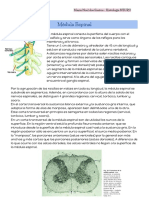 7 Medula Espinal - Documentos de Google