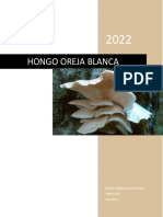 Cultivo del hongo oreja blanca en Chiapas