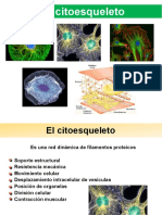 TP 12 2020 Citoesqueleto