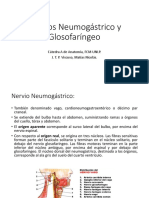 Viscuso Nervios Neumogastrico y Glosofaringeo